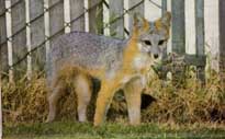 gray fox